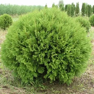 Туя ГЛОБОЗА западная  Туя ГЛОБОЗА западная в Пскове