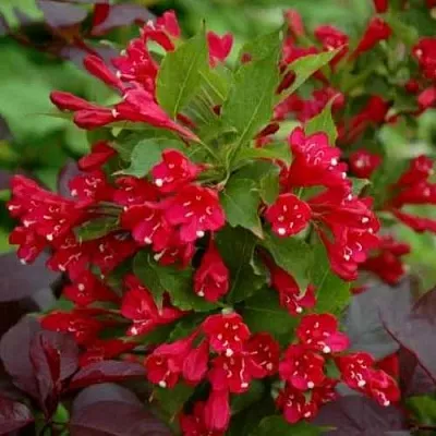 Вейгела РЕД ПРИНЦ  Вейгела РЕД ПРИНЦ в Пскове