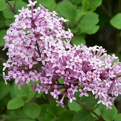 Сирень ПАЛИБИН   Сирень ПАЛИБИН  в Пскове