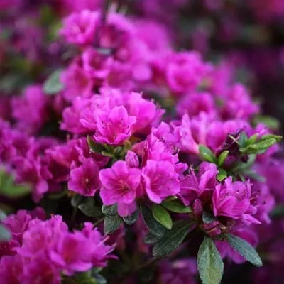 Азалия ГЕЙША ПЕРПЛ японская  Азалия ГЕЙША ПЕРПЛ японская в Пскове