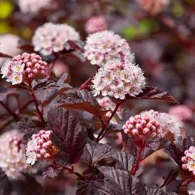 Пузыреплодник АНДРЕ   Пузыреплодник АНДРЕ  в Пскове