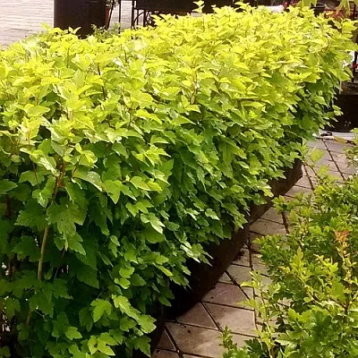 Комплект АНГЕЛ ГОЛД в Пскове