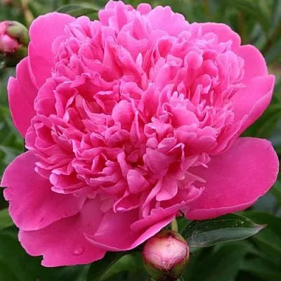 Пион ЭДУЛИС СУПЕРБА травянистый  Пион ЭДУЛИС СУПЕРБА травянистый в Пскове