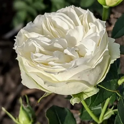 Саженцы роз ВАЙТ ПИАНО чайно-гибридная в Пскове