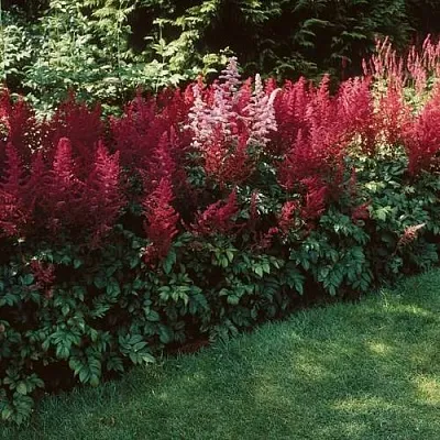 Астильба ГРАНАТ Арендса  Астильба ГРАНАТ Арендса в Пскове