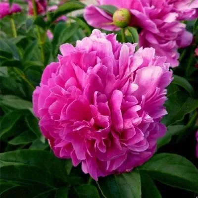 Пион ФЕЛИКС КРАУССЕ травянистый  Пион ФЕЛИКС КРАУССЕ травянистый в Пскове