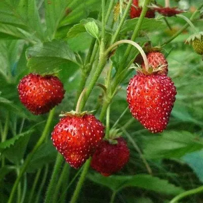 Земляника АЛЬПИЙСКАЯ  Земляника АЛЬПИЙСКАЯ в Пскове