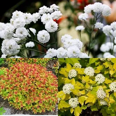 Комплект СОЛНЕЧНЫЙ МИКС в Пскове