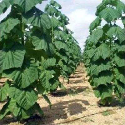 Павлония ПАО ТОГН Z07 — описание сорта Павлония ПАО ТОГН Z07 в Пскове