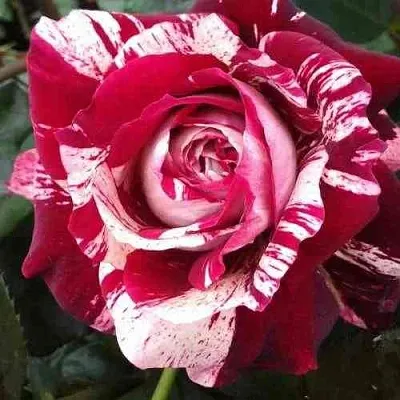 Саженцы роз ХУЛИО ИГЛЕСИАС чайно-гибридная в Пскове