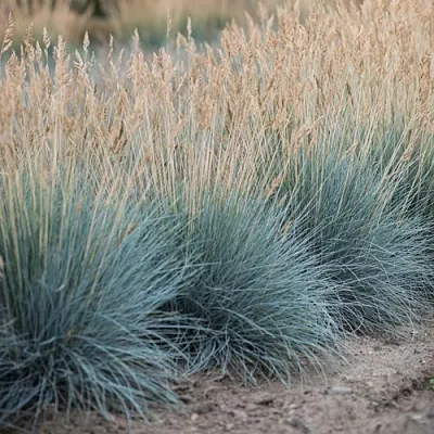 Овсяница АЙСФОГЕЛЬ сизая в Пскове