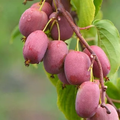 саженцы актинидии