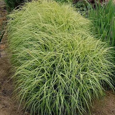 Осока ВАРИЕГАТА пальмолистная в Пскове