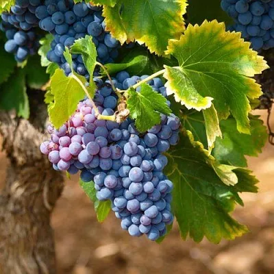 Виноград ЗИЛГА в Пскове