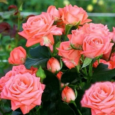 Саженцы роз БАРБАДОС спрей в Пскове