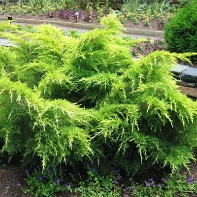 Можжевельник ГОЛД КОСТ средний  Можжевельник ГОЛД КОСТ средний в Пскове