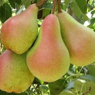 Груша ЛЕСНАЯ КРАСАВИЦА в Пскове