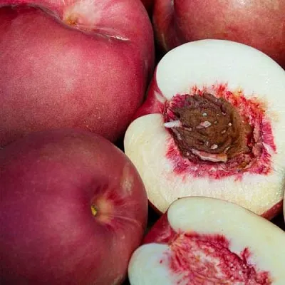 НЕКТАПЛЮМ в Пскове