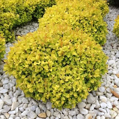 Барбарис БОНАНЗА ГОЛД тунберга  Барбарис БОНАНЗА ГОЛД тунберга в Пскове