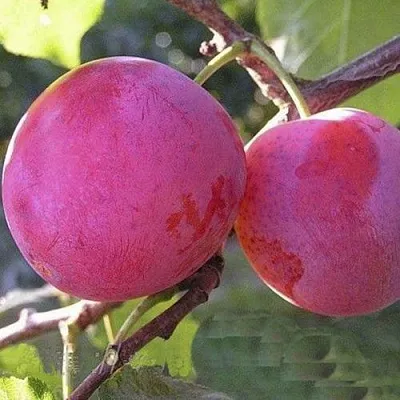 Слива ДЕЛИКАТНАЯ  Слива ДЕЛИКАТНАЯ в Пскове