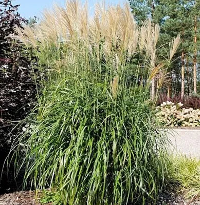Мискантус ВАНИЛЛА СКАЙ китайский в Пскове