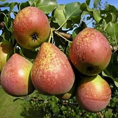 Груша МРАМОРНАЯ  Груша МРАМОРНАЯ в Пскове