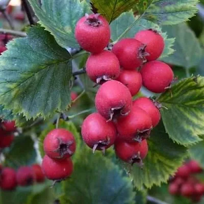 Боярышник АРНОЛЬДА в Пскове