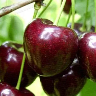 Черешня РОССОШАНСКАЯ КРУПНАЯ — описание сорта Черешня РОССОШАНСКАЯ КРУПНАЯ в Пскове