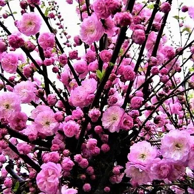 Миндаль  Миндаль в Пскове