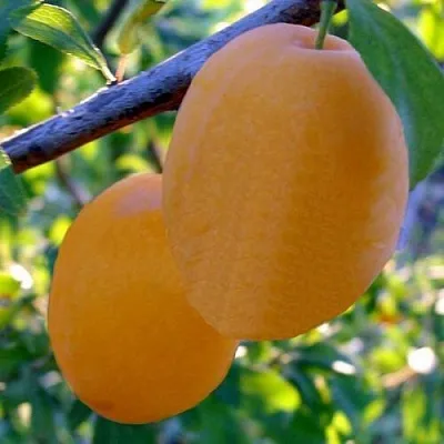 Слива НАТАША в Пскове