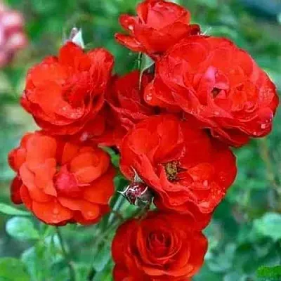 Саженцы роз ФАЙЕР КИНГ спрей в Пскове
