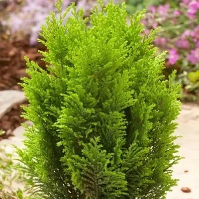 Кипарисовик ЭЛВУДИ ГОЛД лавсона в Пскове