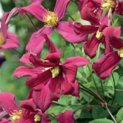 Клематис СТРОУБЕРРИ ФИЛДС  Клематис СТРОУБЕРРИ ФИЛДС в Пскове