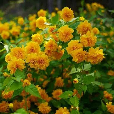 Керрия японская ПЛЕНИФЛОРА  Керрия японская ПЛЕНИФЛОРА в Пскове