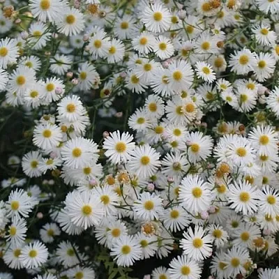 Болтония СНОУБЭНК  Болтония СНОУБЭНК в Пскове