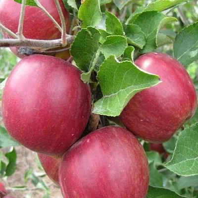 Яблоня МОСКОВСКОЕ ОЖЕРЕЛЬЕ колонновидная  Яблони Московское Ожерелье колонновидная в Пскове