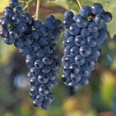 Виноград МАРКЕТТ в Пскове