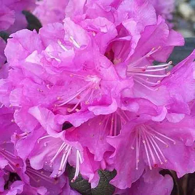 Рододендрон П.Ж.М. ЭЛИТ  Рододендрон П.Ж.М. ЭЛИТ в Пскове