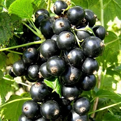 Смородина черная ГАРМОНИЯ в Пскове