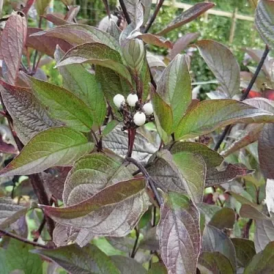 Дерен КЕССЕЛЬРИНГИ  Дерен КЕССЕЛЬРИНГИ в Пскове