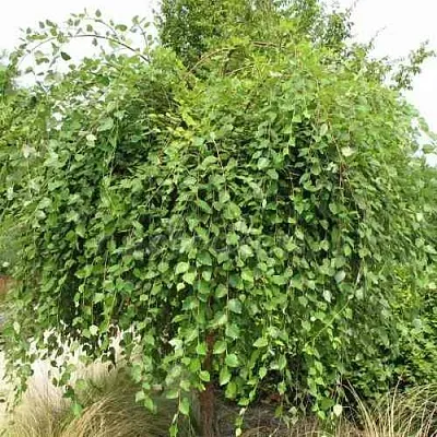 Береза САММЕР КАСКАД черная в Пскове