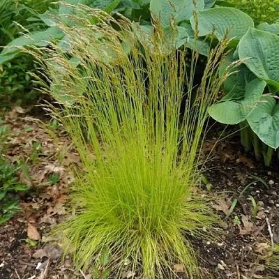 Щучка ТАТРА ГОЛД извилистая в Пскове