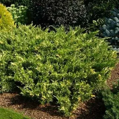 Можжевельник ВАРИЕГАТА казацкий в Пскове