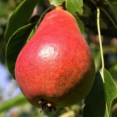 Груша НАРЯДНАЯ ЕФИМОВА в Пскове