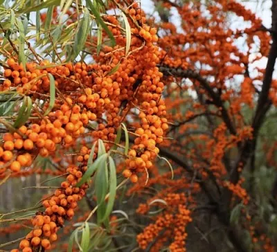 Облепиха СЕРАФИМА в Пскове