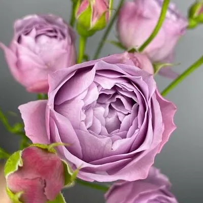 Саженцы роз ЛАВЕНДЕР БАБЛС спрей  Саженцы роз ЛАВЕНДЕР БАБЛС спрей в Пскове