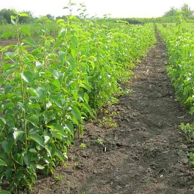 Подвой черешни ДИКАЯ ЧЕРЕШНЯ  Подвой черешни ДИКАЯ ЧЕРЕШНЯ в Пскове