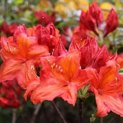 Азалия ЛИЛИНШТЕЙН японская  Азалия ЛИЛИНШТЕЙН японская в Пскове