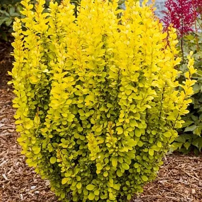 Барбарис ГОЛДЕН ТОРЧ тунберга  Барбарис ГОЛДЕН ТОРЧ тунберга в Пскове