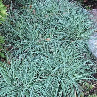 Осока БЛЮ ЗИНГЕР в Пскове